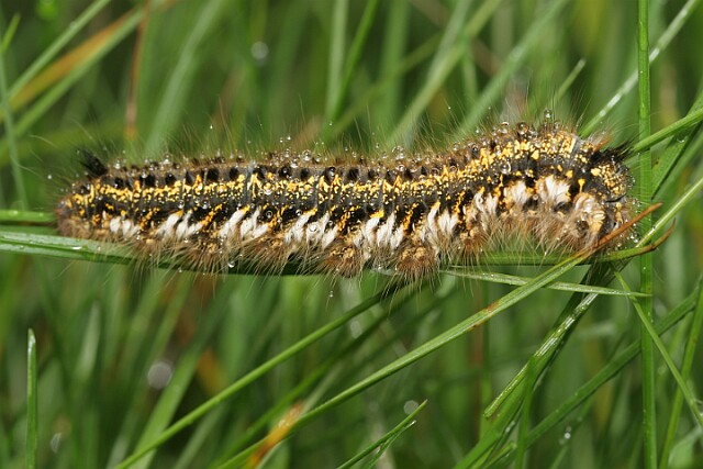 Barczatka napójka - larwa [Euthrix potatoria]