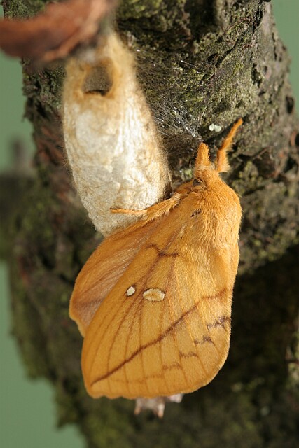 Barczatka napójka Euthrix potatoria Barczatka napójka Euthrix potatoria - samica. Siedzi na swoim kokonie.