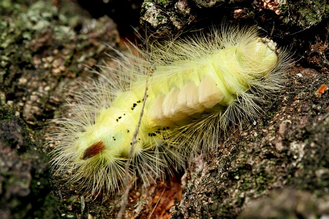 Szczotecznica szarawka [Calliteara pudibunda]