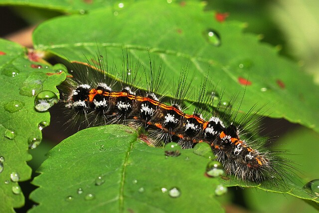Kuprówka złotnica [Euproctis similis]