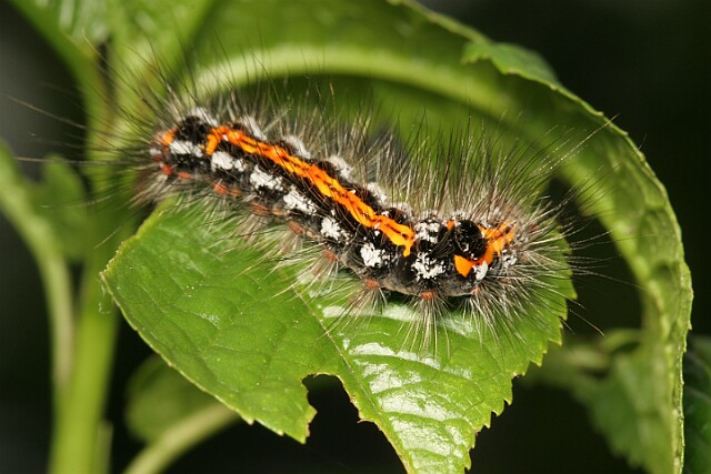 Kuprówka złotnica [Euproctis similis]