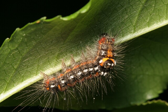 Kuprówka złotnica [Euproctis similis]
