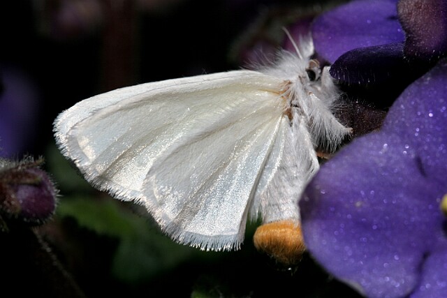 Kuprówka złotnica [Euproctis similis]