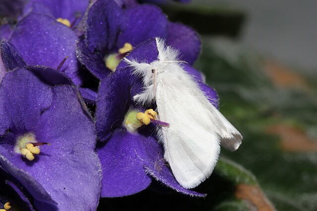 Kuprówka złotnica [Euproctis similis]