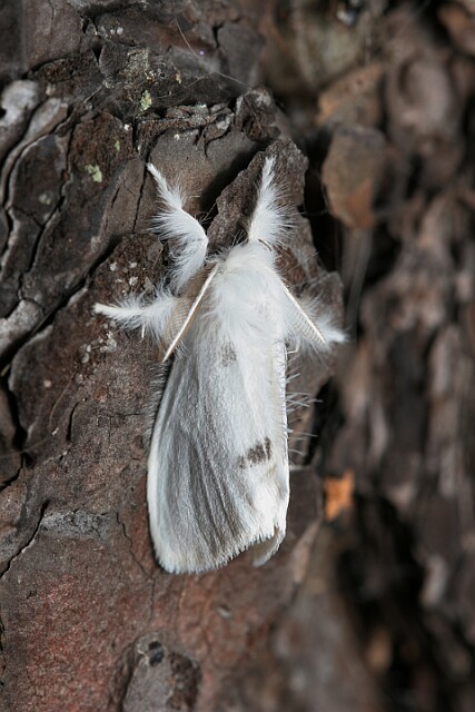 Kuprówka złotnica [Euproctis similis]