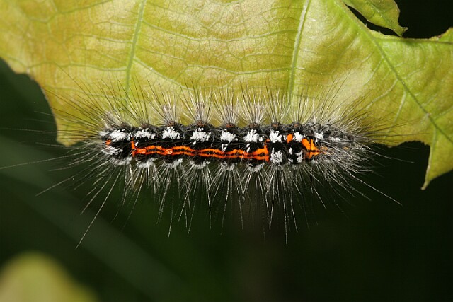 Kuprówka złotnica [Euproctis similis]