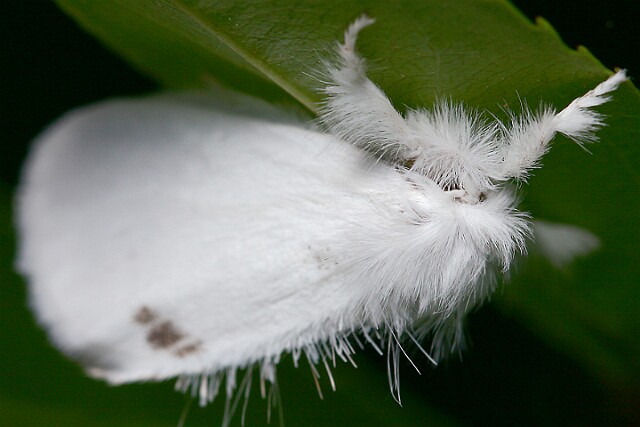 Kuprówka złotnica [Euproctis similis]