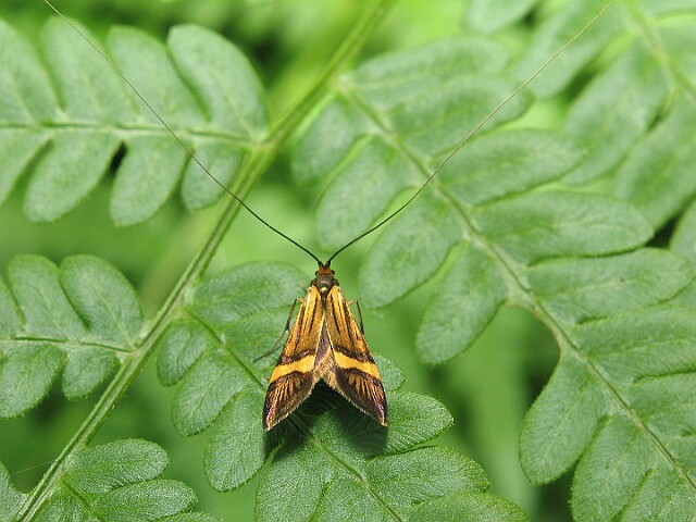 Wąsateczka zawilczaneczka [Nemophora degeerella]