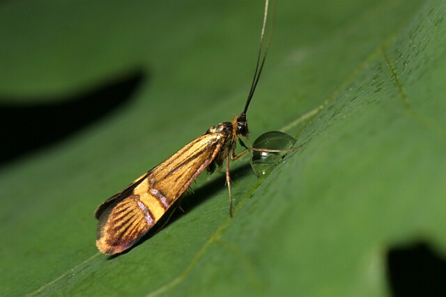 Wąsateczka zawilczaneczka [Nemophora degeerella]