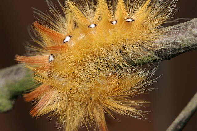 Wieczernica klonówka [Acronicta aceris]