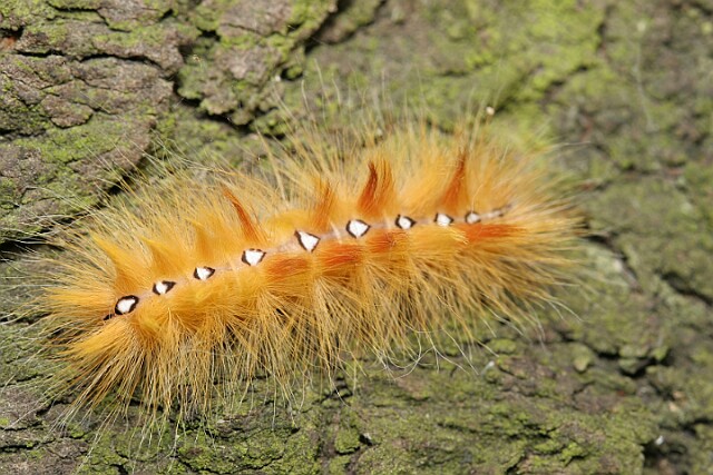 Wieczernica klonówka [Acronicta aceris]