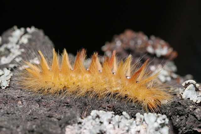 Wieczernica klonówka [Acronicta aceris]