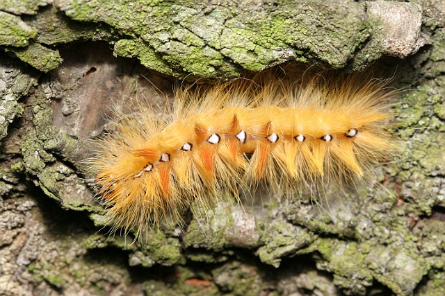 Wieczernica klonówka [Acronicta aceris]