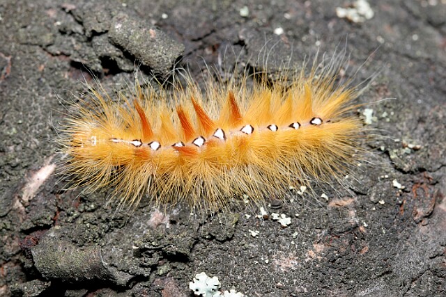 Wieczernica klonówka [Acronicta aceris]
