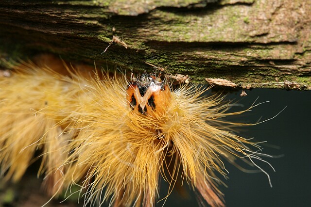 Wieczernica klonówka [Acronicta aceris]