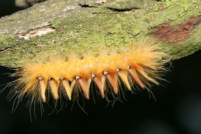 Wieczernica klonówka [Acronicta aceris]