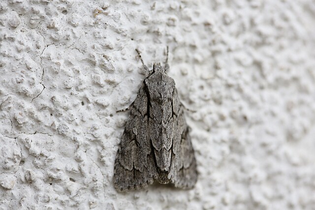 Wieczernica strzałówka (Acronicta psi)