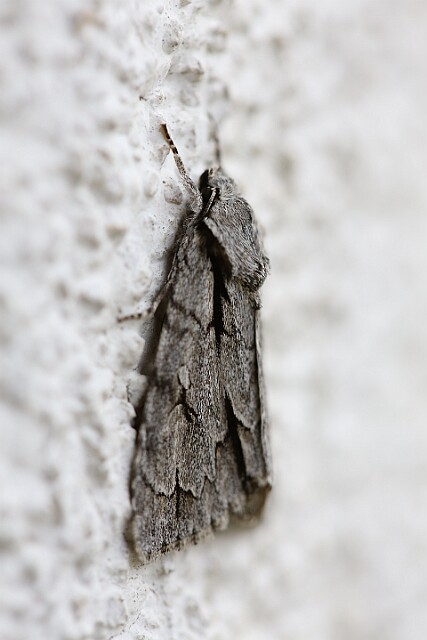 Wieczernica strzałówka (Acronicta psi)