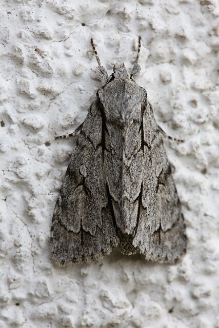 Wieczernica strzałówka (Acronicta psi)