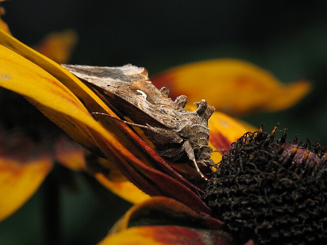 Jarzynówka literówka [Autographa gamma]