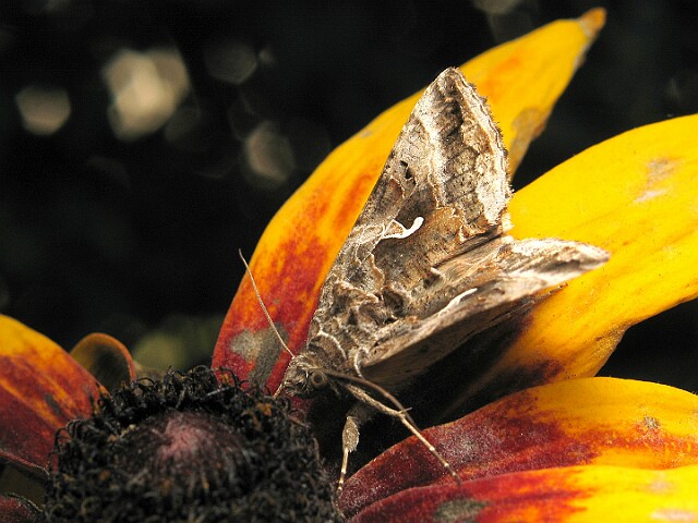 Jarzynówka literówka [Autographa gamma]