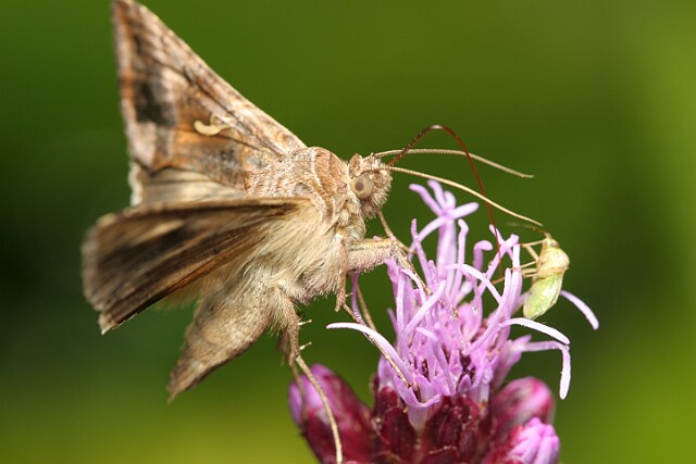 Jarzynówka literówka [Autographa gamma]