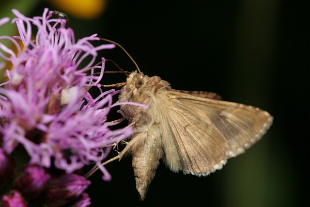 Jarzynówka literówka [Autographa gamma]