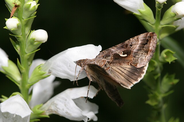 Jarzynówka literówka [Autographa gamma]