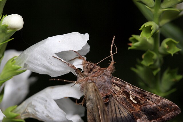 Jarzynówka literówka [Autographa gamma]
