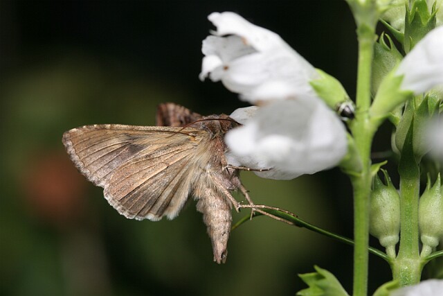 Jarzynówka literówka [Autographa gamma]