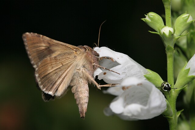 Jarzynówka literówka [Autographa gamma]