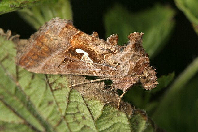 Jarzynówka literówka [Autographa gamma]
