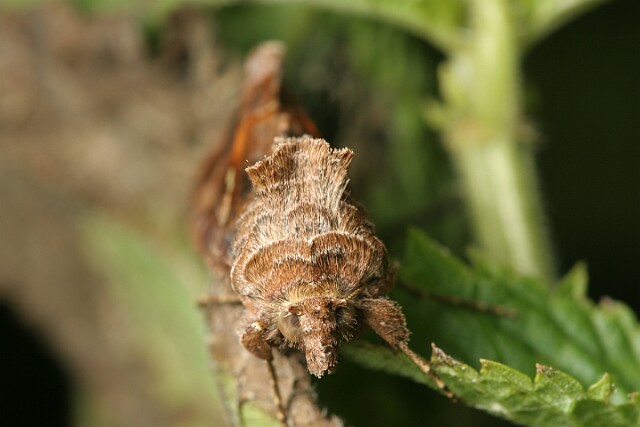 Jarzynówka literówka [Autographa gamma]