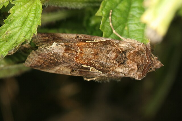 Jarzynówka literówka [Autographa gamma]