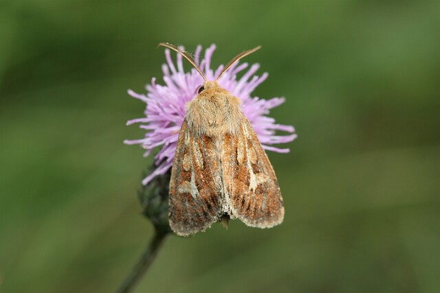 Cerapteryx graminis