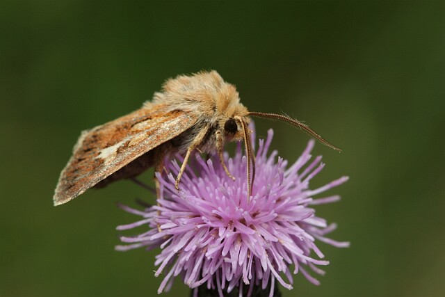 Cerapteryx graminis