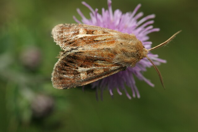 Cerapteryx graminis