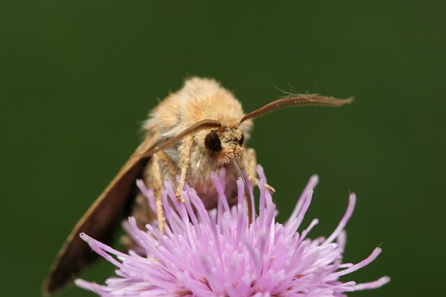 Cerapteryx graminis