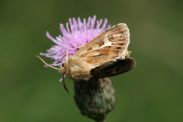Cerapteryx graminis