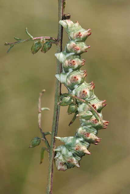 Kapturnica byliczanka [Cucullia artemisiae]