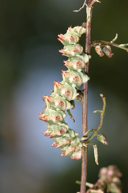Kapturnica byliczanka [Cucullia artemisiae]
