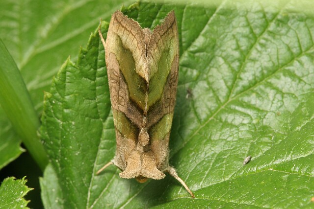 Błyszczka spiżówka [Diachrysia chrysitis]