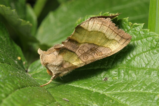 Błyszczka spiżówka [Diachrysia chrysitis]