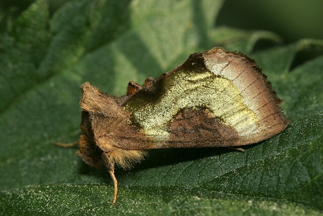 Błyszczka spiżówka [Diachrysia chrysitis]