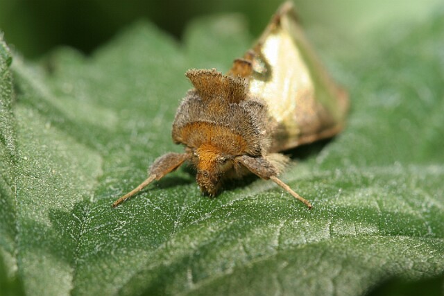 Błyszczka spiżówka [Diachrysia chrysitis]