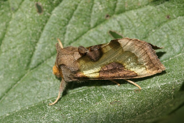 Błyszczka spiżówka [Diachrysia chrysitis]