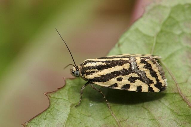 Polnica szachowniczka [Emmelia trabealis]