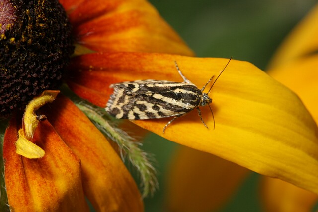 Polnica szachowniczka [Emmelia trabealis]