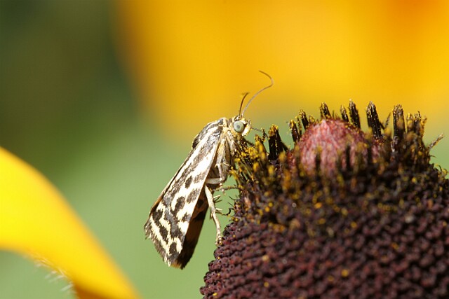 Polnica szachowniczka [Emmelia trabealis]