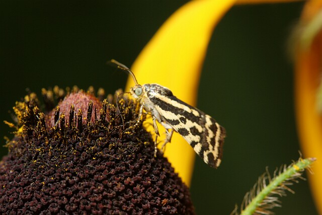 Polnica szachowniczka [Emmelia trabealis]